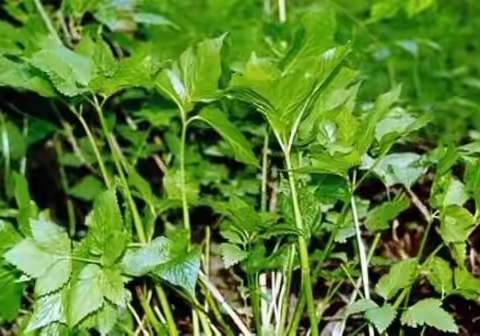 2023年春季必买、无限回购：最鲜山野菜，包邮到您家！