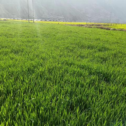 小麦、油菜田间生长情况及生产建议