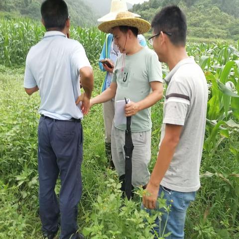 肇庆市农科所多位专家老师到潭布古楼玉米基地指导种植工作