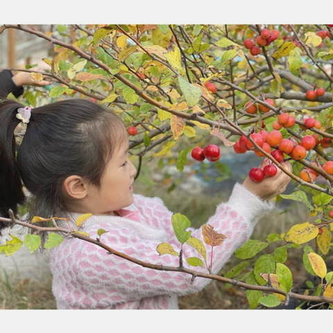 海棠果奇遇记——城关乡第一幼儿园大一班自然探索课程