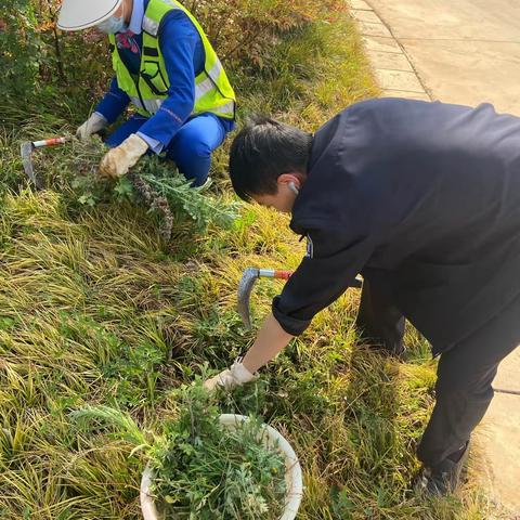 九龙收费站积极开展除草护绿 美化站区的活动