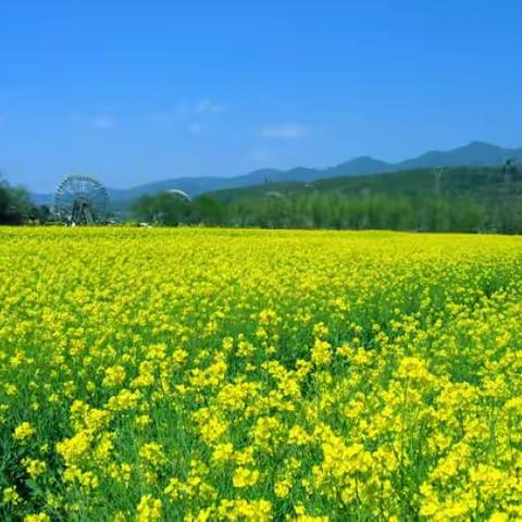 和村小学幼儿园开展了《金灿灿的油菜花》绘画活动