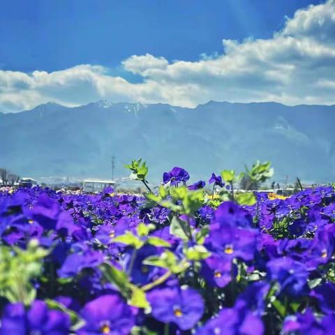 去有风的地方看浪漫花都