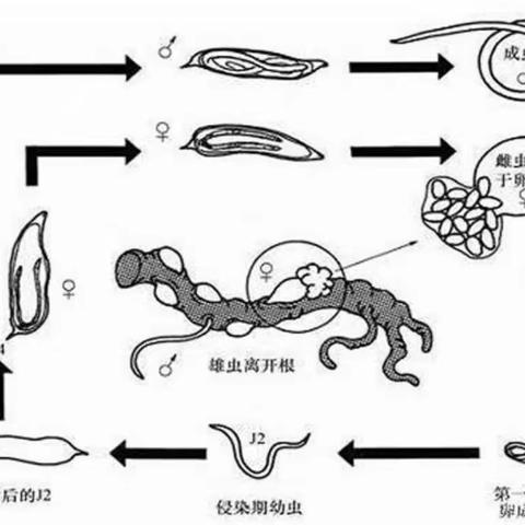 线虫有哪些危害，该怎么防治！看完再也不用烦恼了！