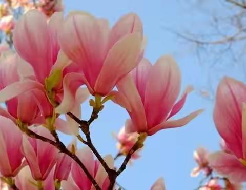 春暖花开时，墨香满校园---保定23中“规范汉字书写教育活动日”师生齐发动