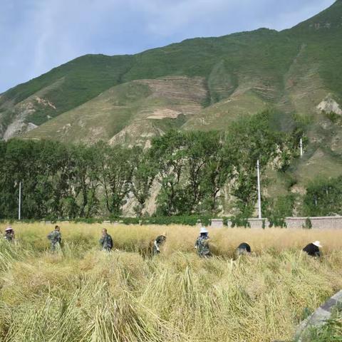 中路河保护站菜籽收割正当时