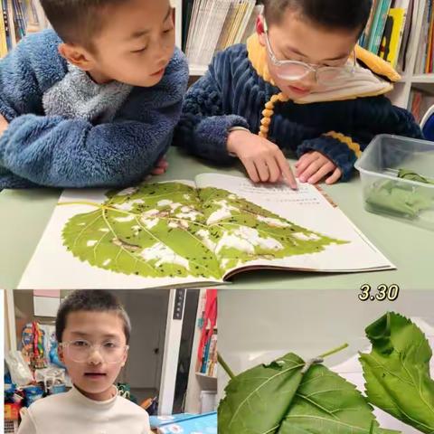 养蚕的完整过程与知识科普