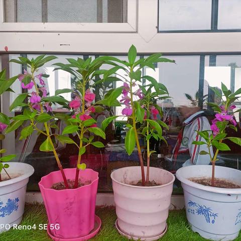 相约凤仙花——经开区善北小学劳动与科学整合主题实践活动