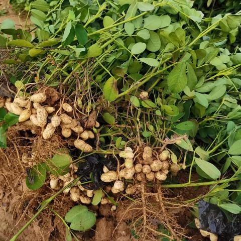 【小二班】  你好😊花生🥜