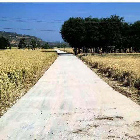 铺就便民“舒心路”，拓宽乡村“幸福路”——寺沟村硬化生产路篇