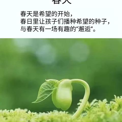 《一粒种子、一片春天》——小66班蔬菜种植记