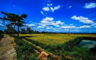 爱弥儿姚渡幼儿园大一班周三自然行走日——“野菜飘香”