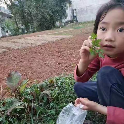 🌿艾草青青，青团飘香——安德中心幼儿园大大班《一颗青团，藏味春天》