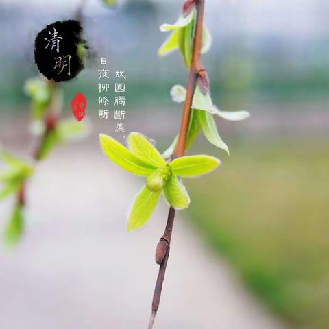 缅怀革命先烈 弘扬烈士精神—辛村镇第三初级中学清明节主题活动