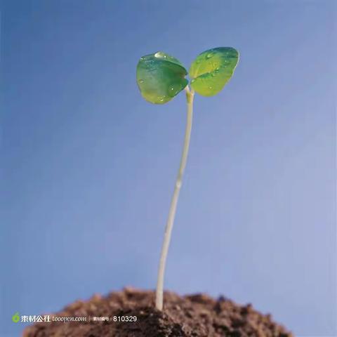 初露锋芒 尽显风采—辛村三中青年教师展示课活动