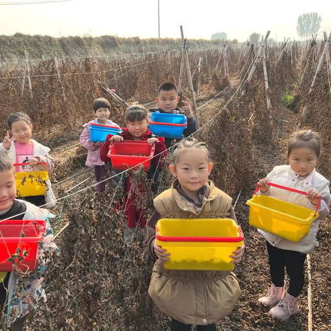 【遇见秋天 趣享丰收】——东里庄镇中心幼儿园社会实践课采摘记