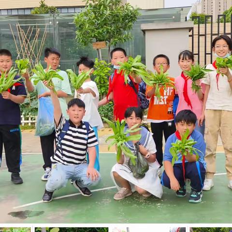 【和平鸽·劳动“拾光】品劳动之美，享丰收之乐——合肥市和平小学三小五（2）中队劳动纪实