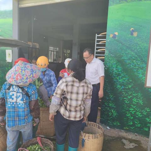 县农业产业中心调研组到五里路公司指导大白茶标准化技术规程编制工作