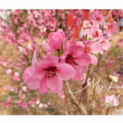 “不负春光踏青去 师生同行沐春晖”——鄢岗山坎小学开展春游游学活动纪实
