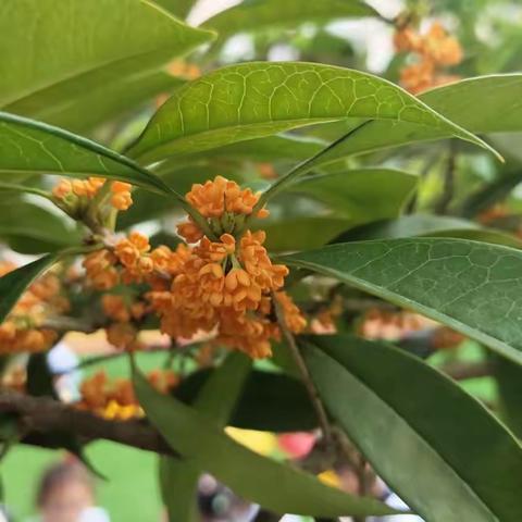 🌻宝宝家幼儿园🌻中一班九月份主题——【月🌕满中秋】🥮