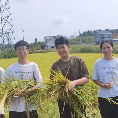 迎禾风之美，感劳动之乐——2220班水口山镇劳动实践主题活动纪实·收割篇