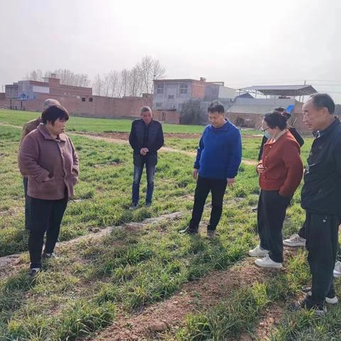 农业专家田间地头把“麦”问诊应对低温冻害