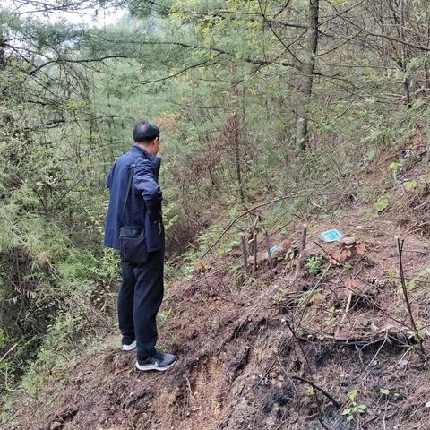 康南林业总场检查验收豆坝林场2023年春季松材线虫病疫木除治工作