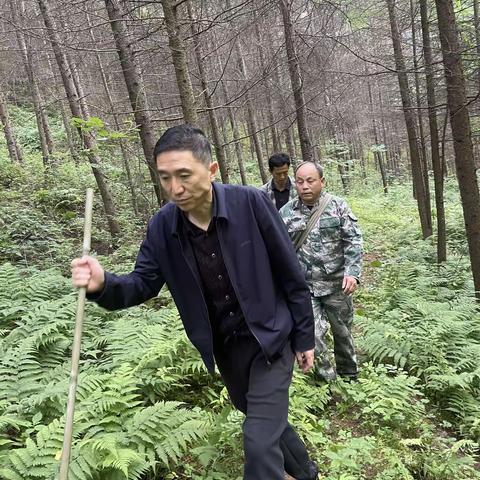 康南林业总场松材线虫病疫情防控包片蹲点小组督导检查豆坝林场疫木普查工作