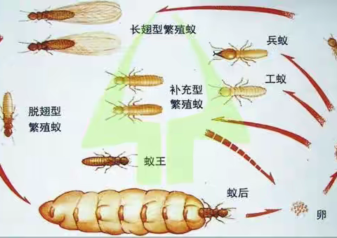 白蚁防治宣传手册