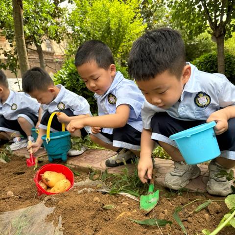 【龙泉中心园·课程故事】我的土豆朋友之土豆收获记——龙泉街道中心幼儿园小五班生活案例
