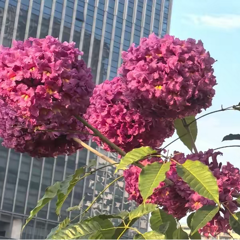 湾区之巅，紫花鲜艳——宝安中心区冬季美景