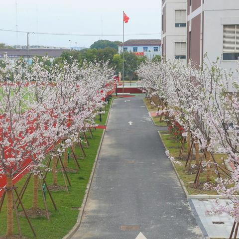 樱花漫舞满校园