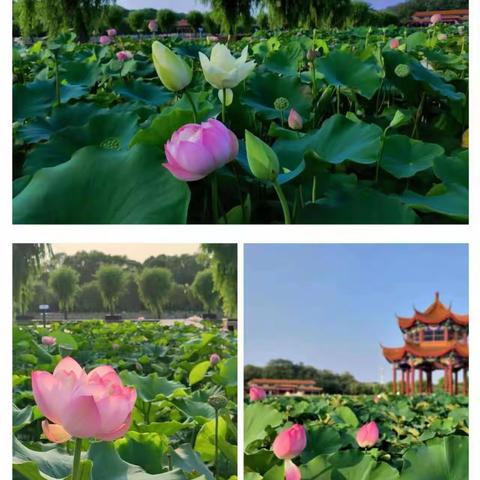 7.29，只为荷你相遇在南娱