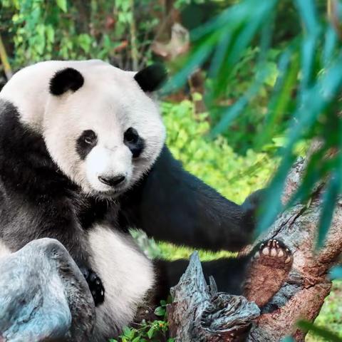 新路口实验幼儿园-美术班《可爱的大熊猫》🐼