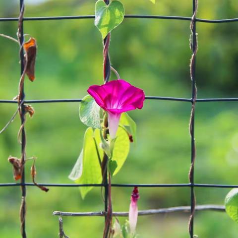 牵牛花