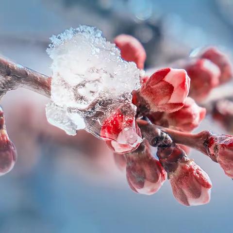 三月雪 雪落美成诗！