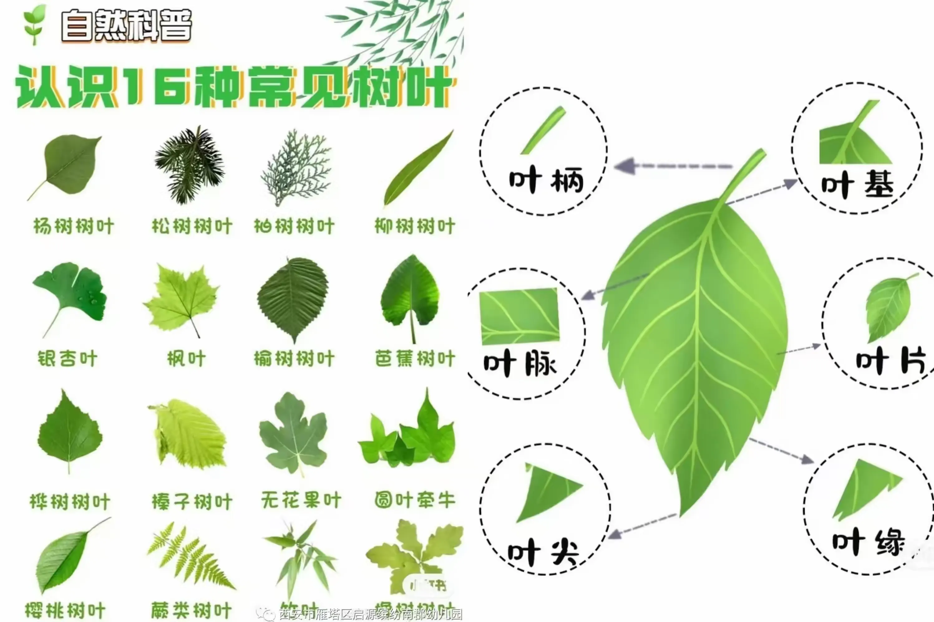 简篇-“树叶有“画”说”——富平县薛镇底店幼儿园家乡美主题教育活动简报