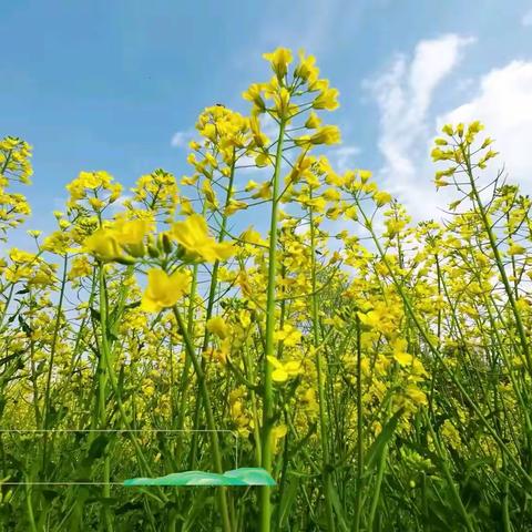 油菜花开春意浓 产业振兴入画来