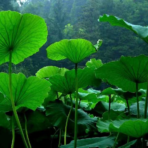 胡西幼儿园中三班——《夏日池塘》