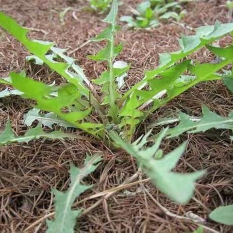 【红旗引领·质量超群】茶韵童心,以茶习礼——记库兰萨日克乡中心幼儿园社会实践制茶篇