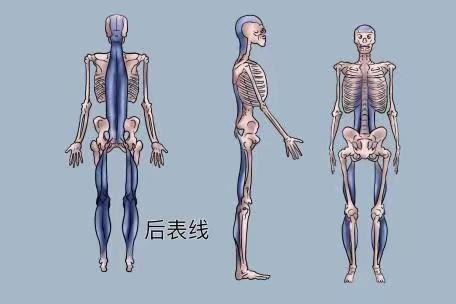 针灸浅刺法的机理探讨之六：腠理与筋膜