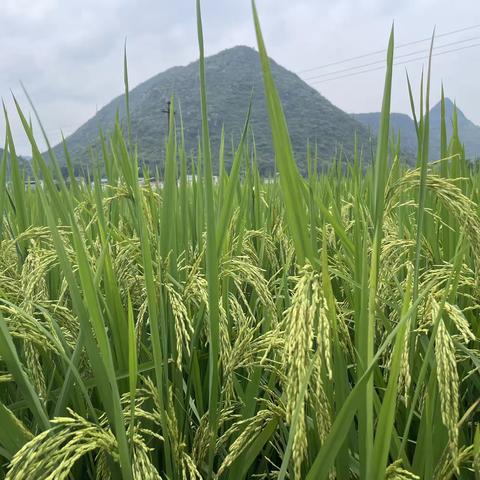 复耕行动 保护永久基本农田