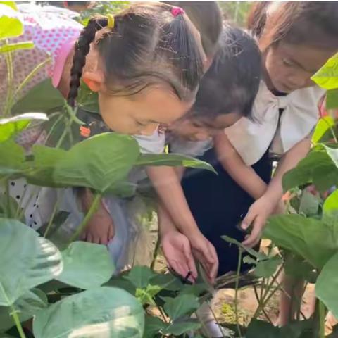 【拾来时星火 聚前行之光】稻田镇王望幼儿园2023年学期记忆