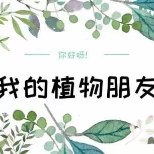 习作：我的植物朋友 濮阳市第七中学三年级四班