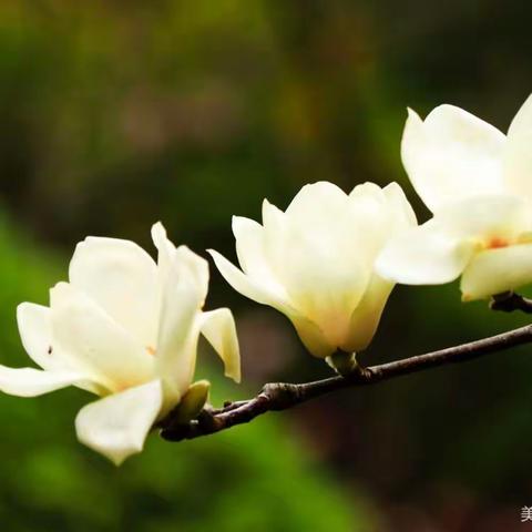 专业成长  未来可期——丰县赵庄镇中心小学读书分享会