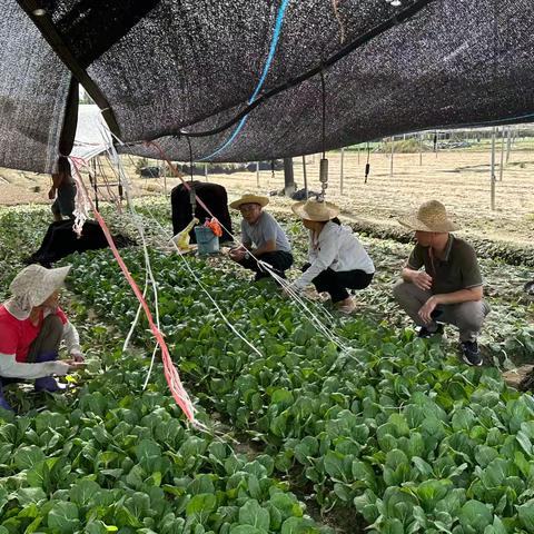 三亚市农业农村局灾后生产技术指导帮扶组第三组下乡对瓜菜、水稻种植户开展台风灾后指导工作