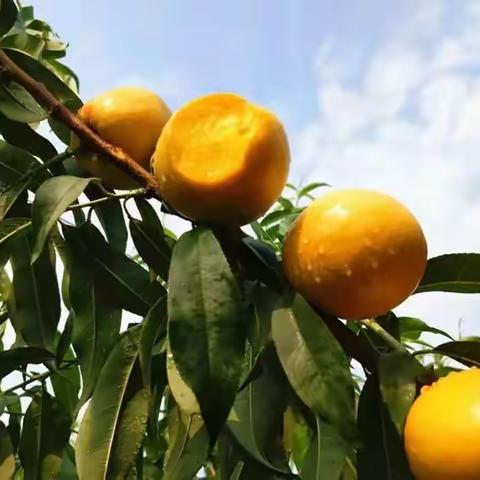 桃”你欢心，“子”为有你