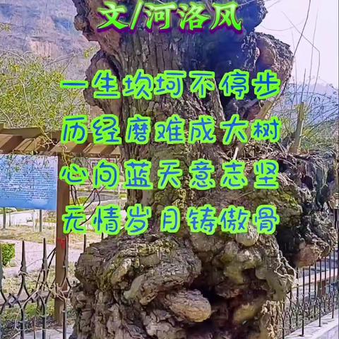 疙瘩树