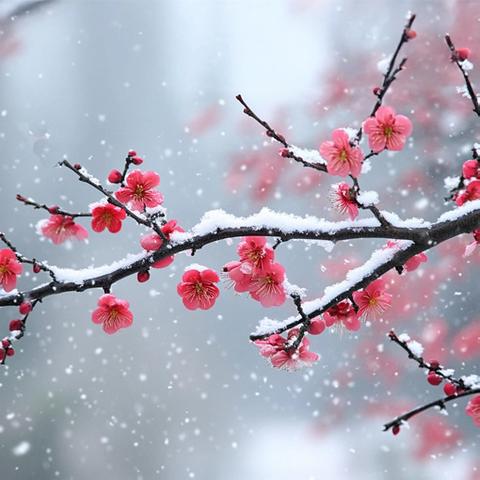 “小雪未雪，趣味探索” ——二十四节气之小雪活动