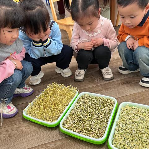 【课程故事】《嗨，豆芽！》——绕二幼儿园小一班